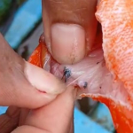 Ikan dan Manusia di Teluk  Weda Tercemar Logam  Berbahaya     