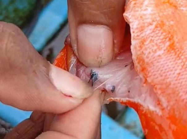 Ikan dan Manusia di Teluk Weda Tercemar Logam Berbahaya