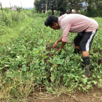 Joko Nugroho Kembangkan Batatas  Aksesi Lokal, Jadi Sumber Ekonomi Penting