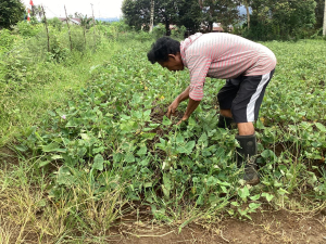 Joko Nugroho Kembangkan Batatas  Aksesi Lokal, Jadi Sumber Ekonomi Penting