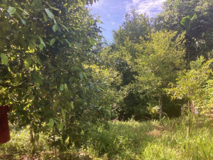 Jaga Hutan Terakhir Halmahera Timur Lewat Olah Sagu, Berkebun dan Bentuk Forum Adat    