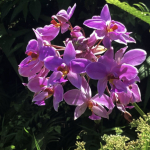 Halmahera Kaya Jenis Anggrek,  Belum Ada Riset Khusus