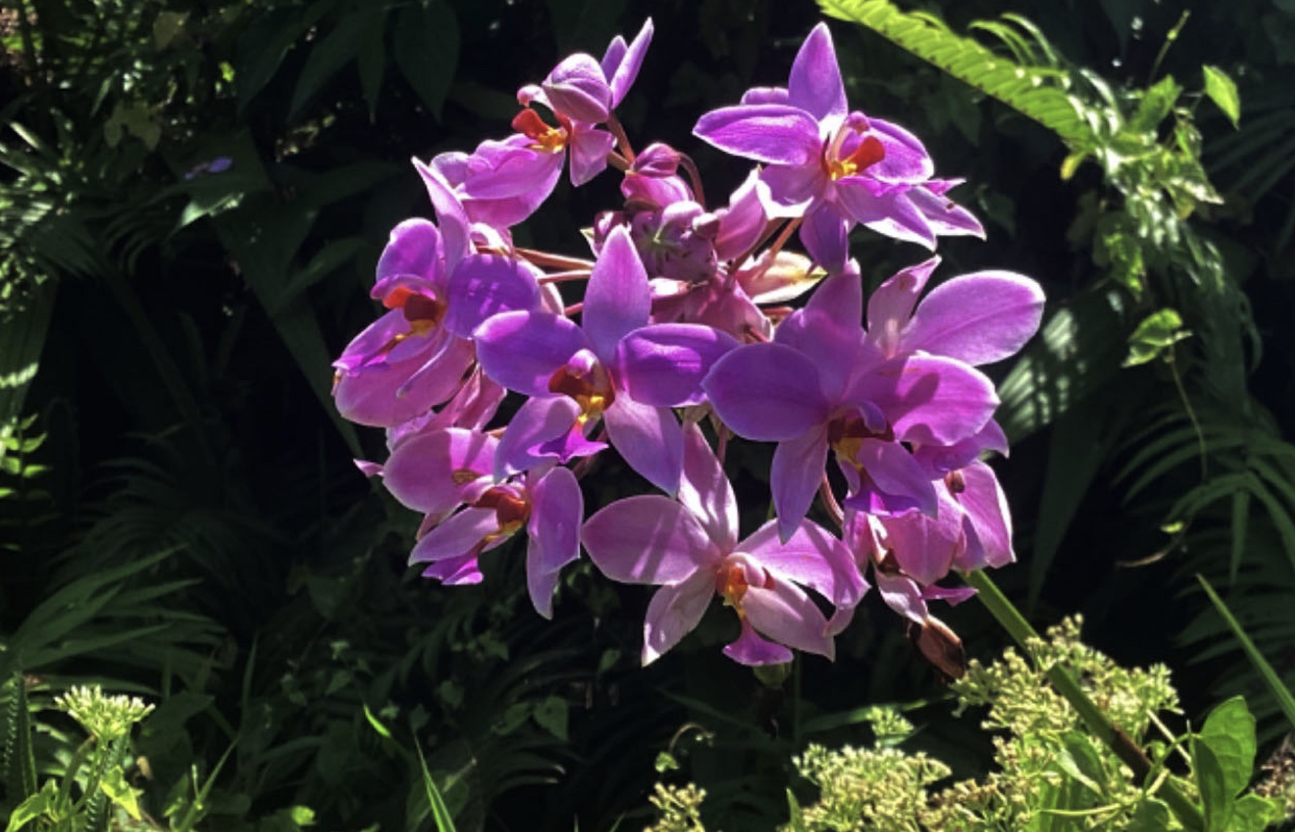 Halmahera Kaya Jenis Anggrek,  Belum Ada Riset Khusus