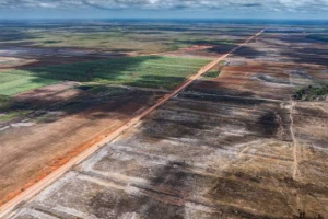 Masyarakat Adat Terancam  Program Biofuel