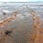 Akibat Tambang Nikel, Pesisir dan Sawah di Halmahera Timur Tercemar