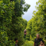 Pendanaan GEF-7 Crop Bio, Sasar Cengkih dan Pala