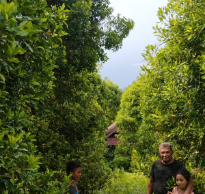 Pendanaan GEF-7 Crop Bio, Sasar Cengkih dan Pala