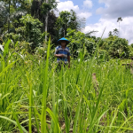 Tradisi Padi Ladang yang Hilang di Halmahera (2)