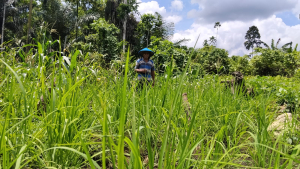 Tradisi Padi Ladang yang Hilang di Halmahera (2)
