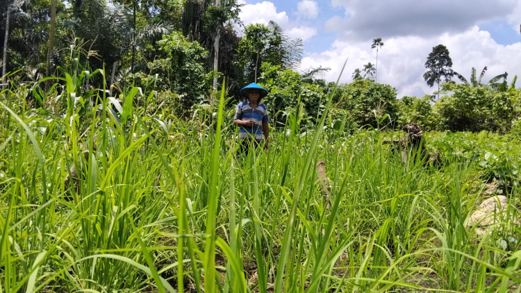 Tradisi Padi Ladang yang Hilang di Halmahera (2)