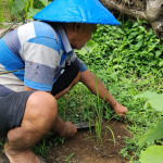 Hilangnya Tradisi Padi Ladang di Halmahera (1)
