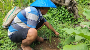 Hilangnya Tradisi Padi Ladang di Halmahera (1)