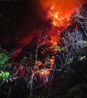 Dua Juta Hektar Hutan dan Lahan Terbakar, di Malut Bisa Capai 5000 Hektar