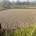 Dampak Kemarau: Dari Singkong Mati, Hutan Sagu Terbakar hingga Inflasi 5,72 Persen