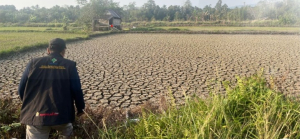 Dampak Kemarau: Dari Singkong Mati, Hutan Sagu Terbakar hingga Inflasi 5,72 Persen